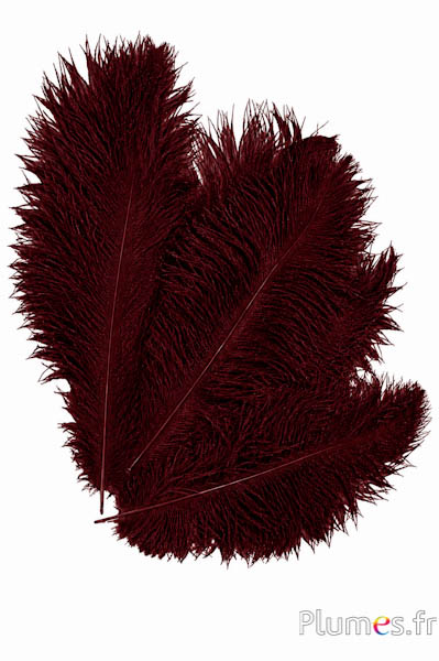 Struisvogel - 30-40 cm - chocolade